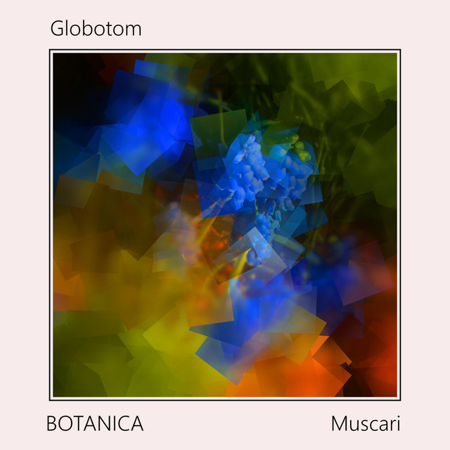 Muscari cover