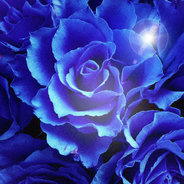 Bloom
