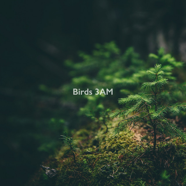 Birds 3AM image