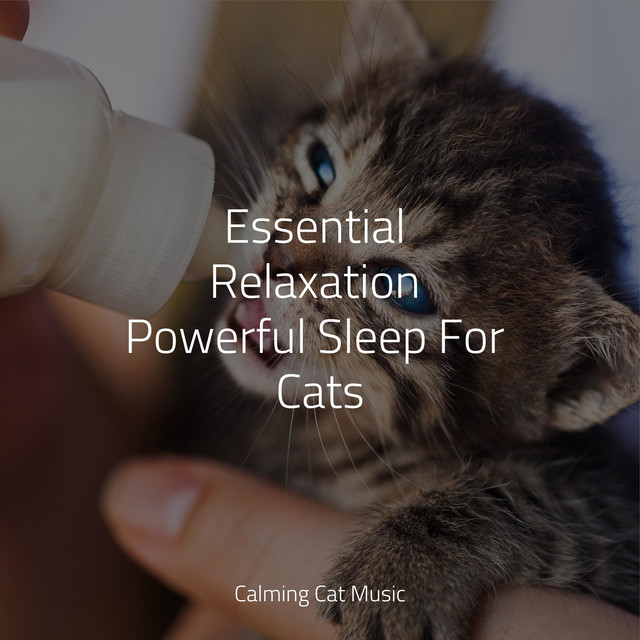 Essential Relaxation Powerful Sleep For Cats - Album by Jazz Music for ...