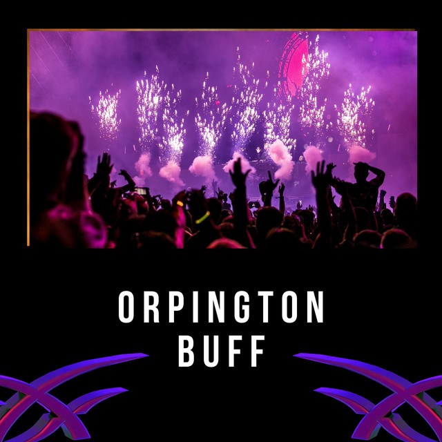 Orpington Buff cover art
