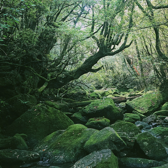 lo-fi Forest cover art