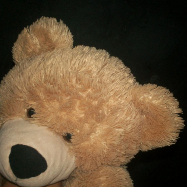 terry bear cover art