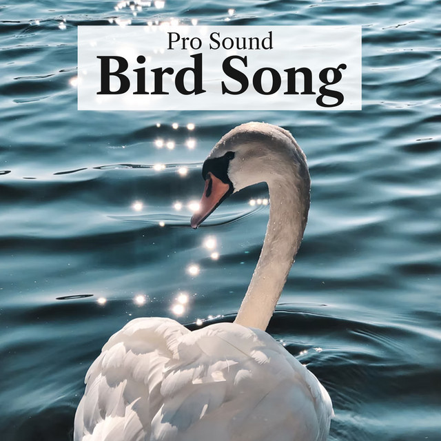 Pro Sound Bird Song - Album by Pro Sound Effects Library | Spotify