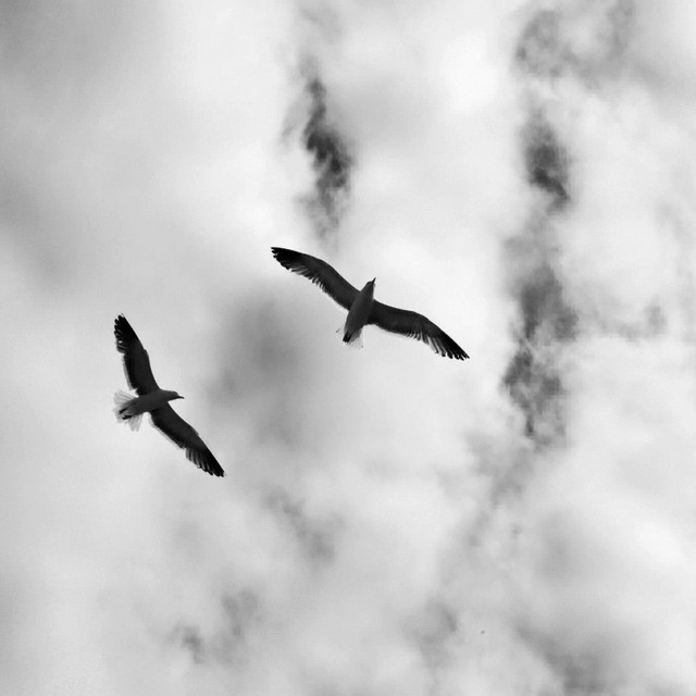 Velenas Fly