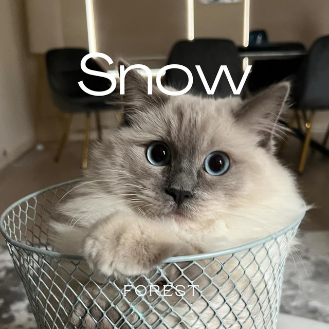 Snow cover art