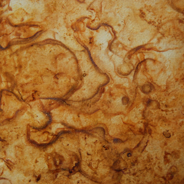 Coelacanth photo