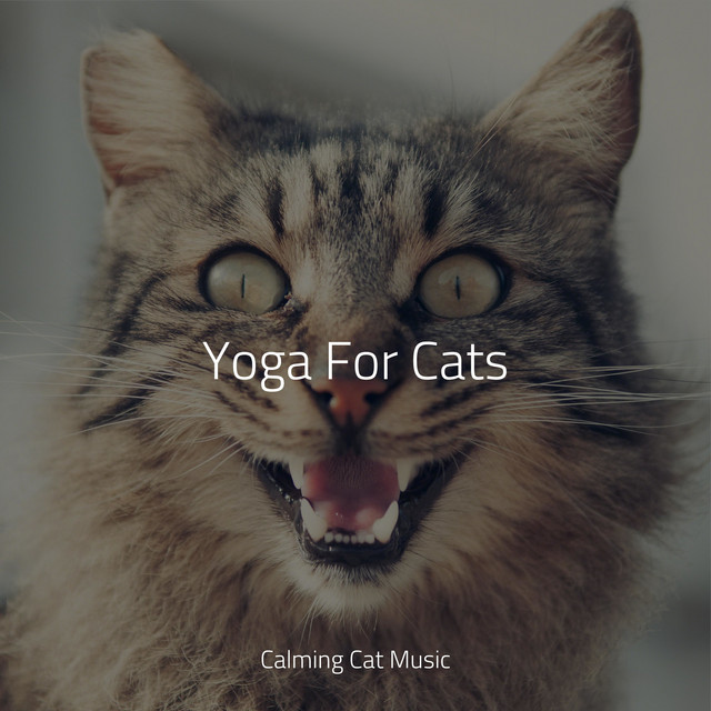 Yoga For Cats cover art