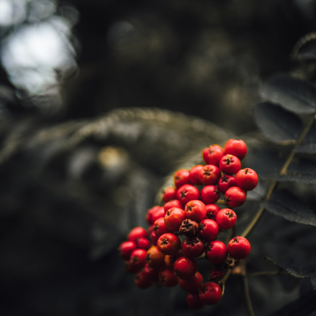 Kevin Simpson Photo