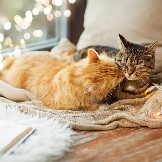 Cat Purring cover art