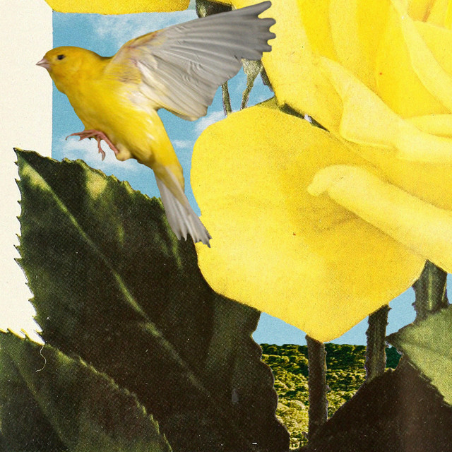 Canary