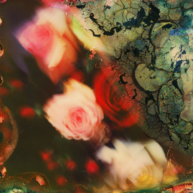 Photos from the Flood cover art