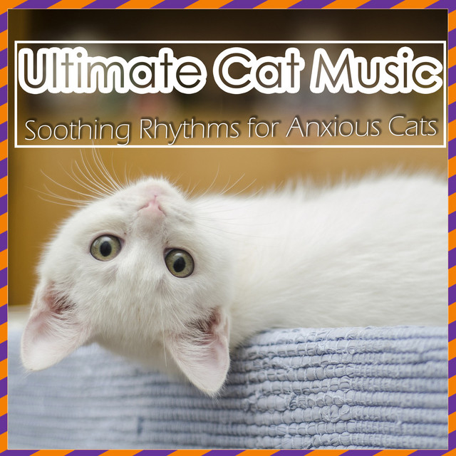 Ultimate Cat Music - Soothing Rhythms for Anxious Cats - Album by ...