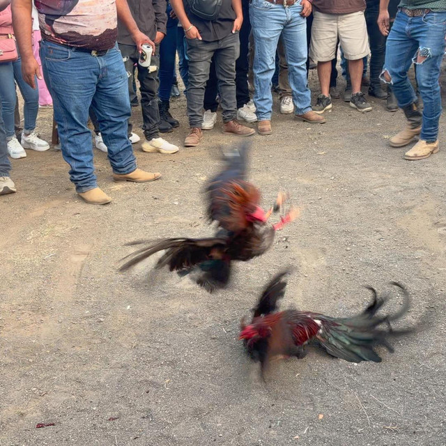 Chickenfight!