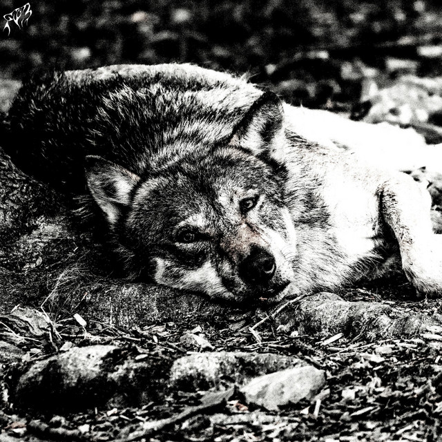 Diary of a Lone Wolf cover art