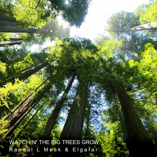 Watchin' the Big Trees Grow