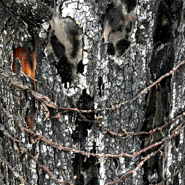 theabsenceofcolor cover art