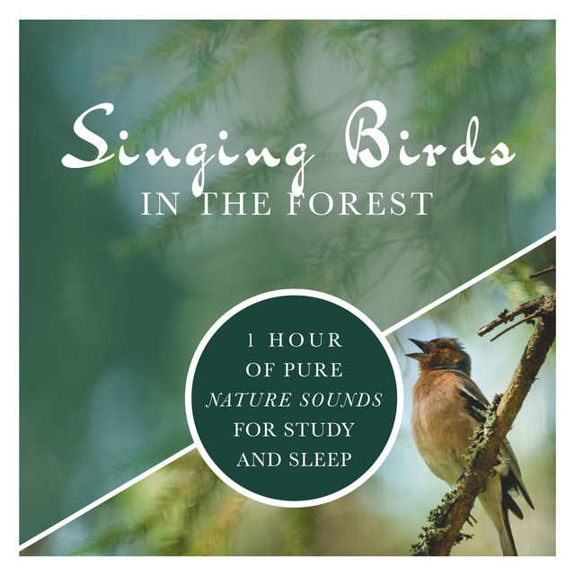 Singing Birds in the Forest: 1 Hour of Pure Nature Sounds for Study and ...