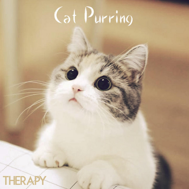 Cat Purring Therapy cover art