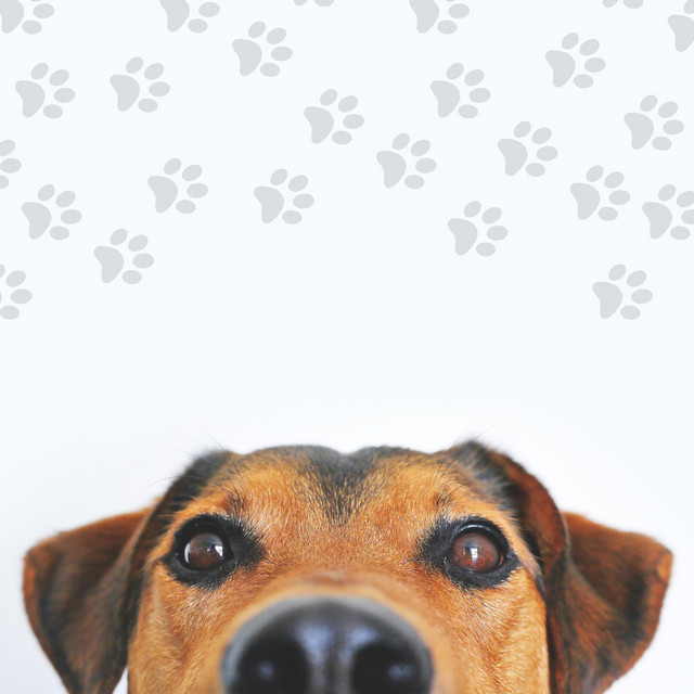 Capa de Piano Relaxante - Músicas Para Cachorros