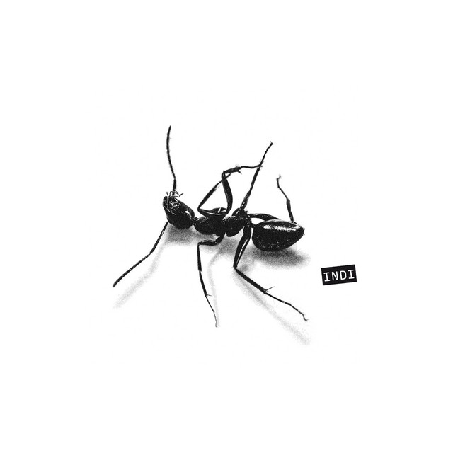 Gazzelle - Noi no