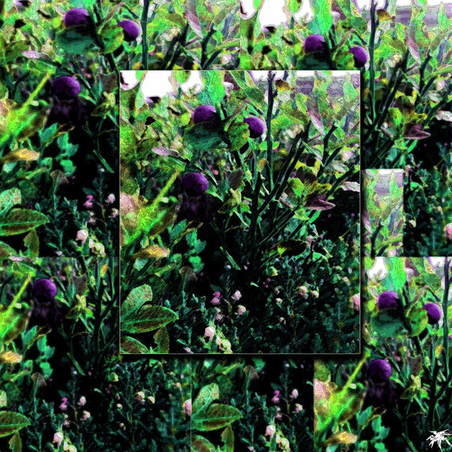 Yaban Mersini cover art