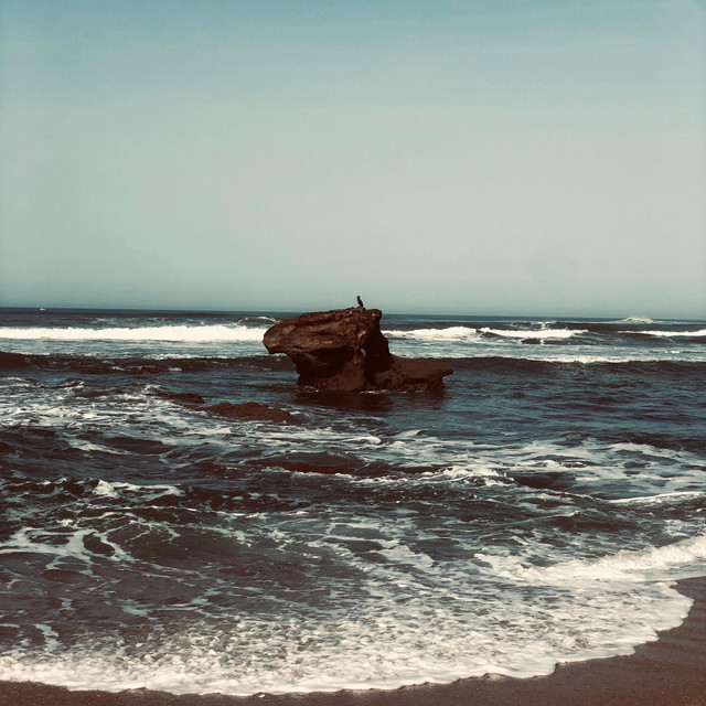 bird cover art
