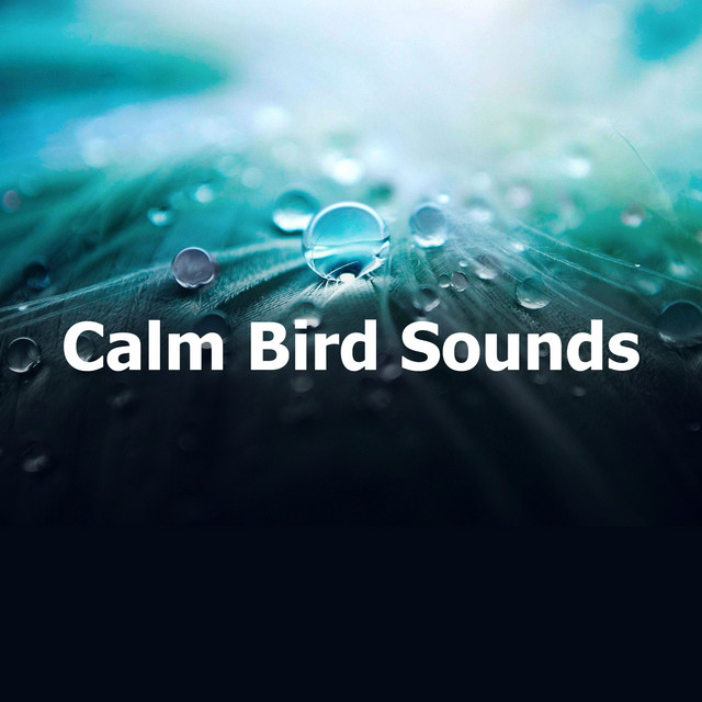 Calm Bird Sounds - Album by Nature and Rain | Spotify