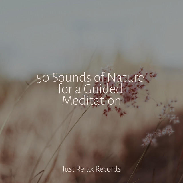 50 Sounds of Nature for a Guided Meditation - Album by Study Music ...