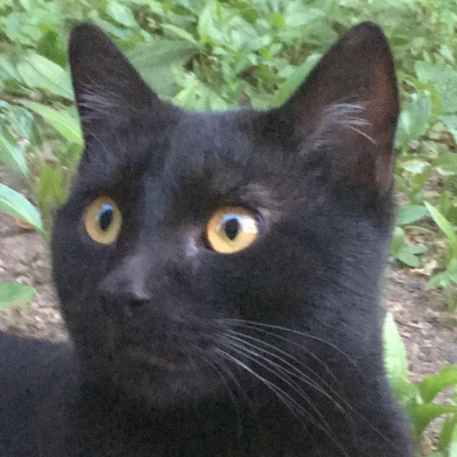 grey cat cover art