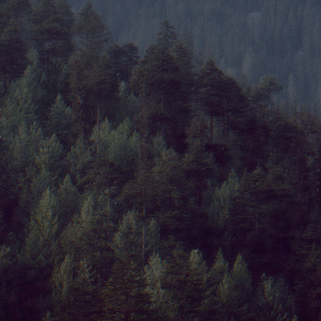 Forest Center