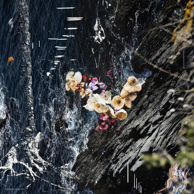 Montipora album art