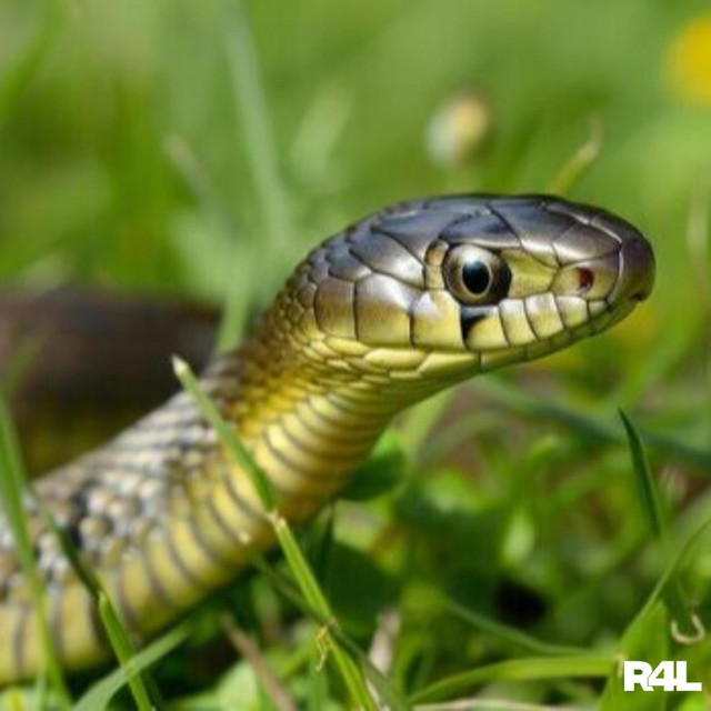 SNAKES IN THE GRASS.