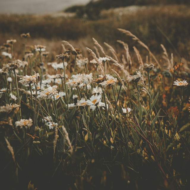 Nature cover art