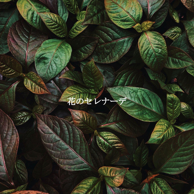 花のセレナーデ cover art