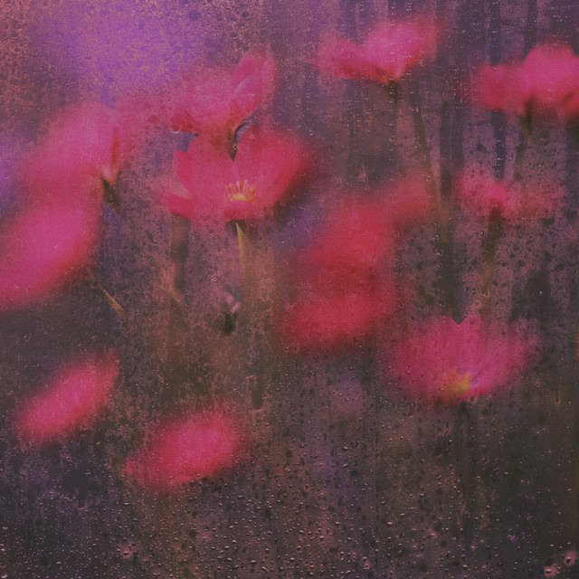 Evergrowth by Airship Express