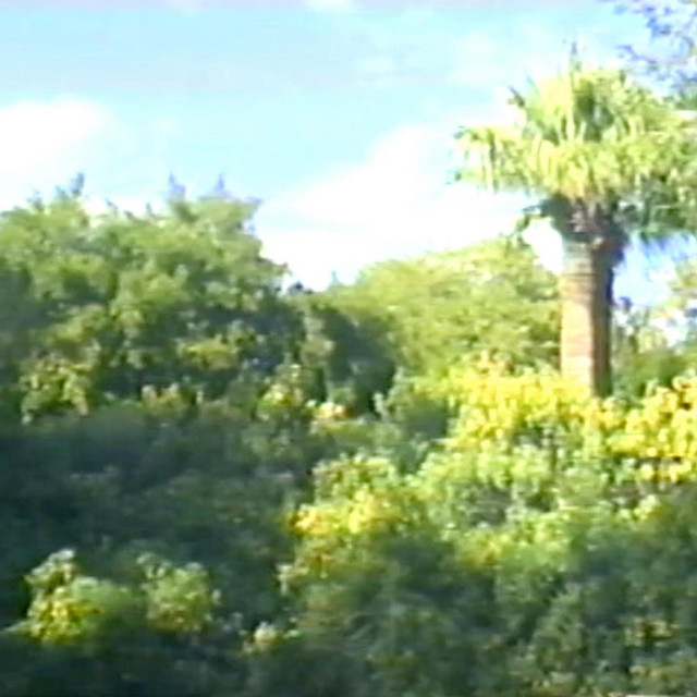 Palm Jungle