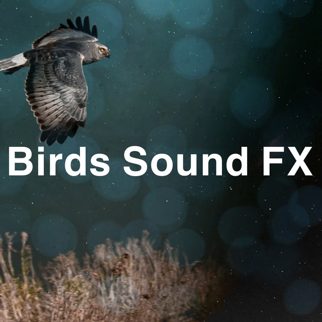 Birds Sound FX ! ! ! ! - Album by Bird Sounds | Spotify