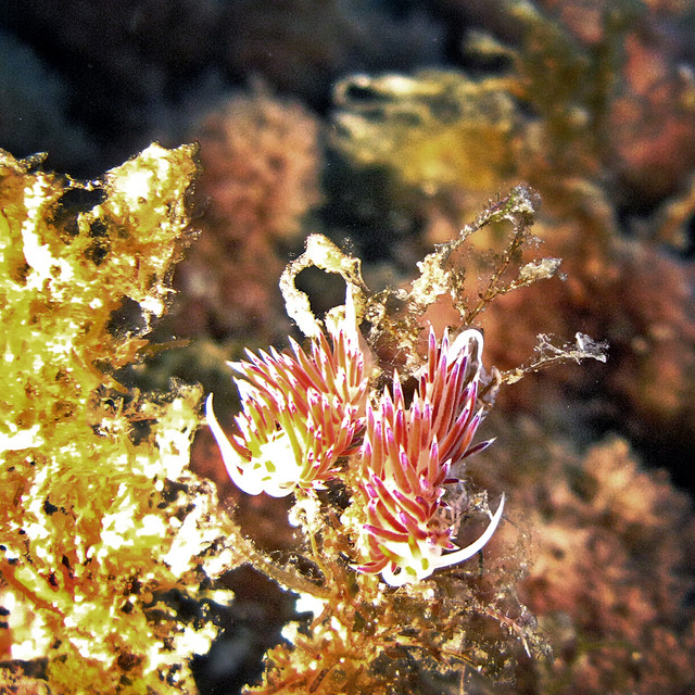 Snorkel
