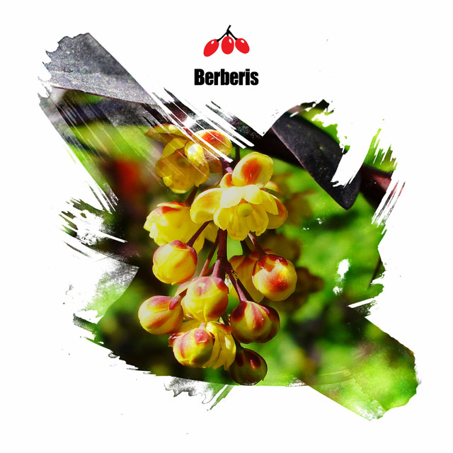 Inside The Garden EP cover art