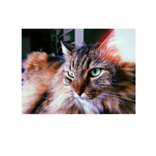Svarf Songs (Music For My Cat) cover art