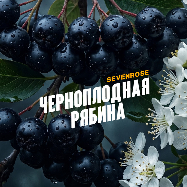 Sevenrose
