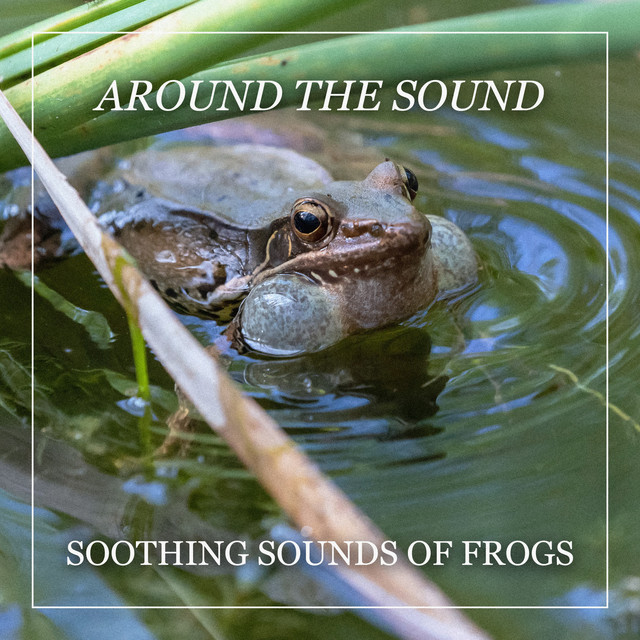 Soothing Sounds of Frogs cover art