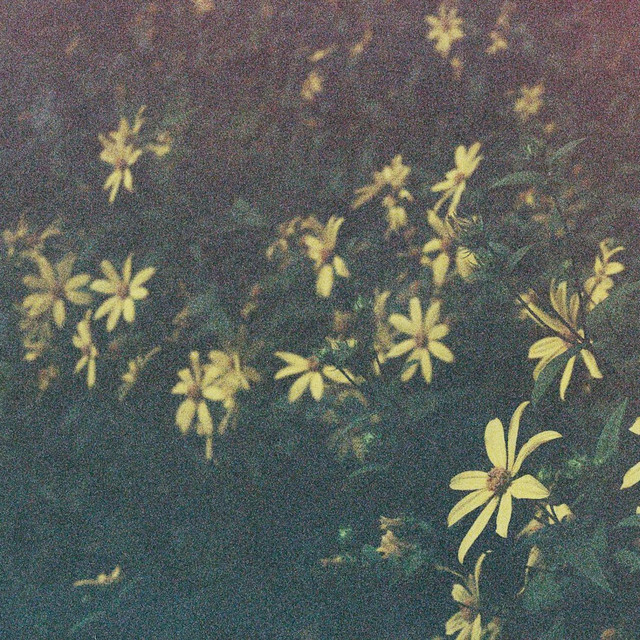 Flowering cover art
