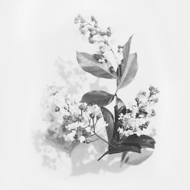 Perfume cover art