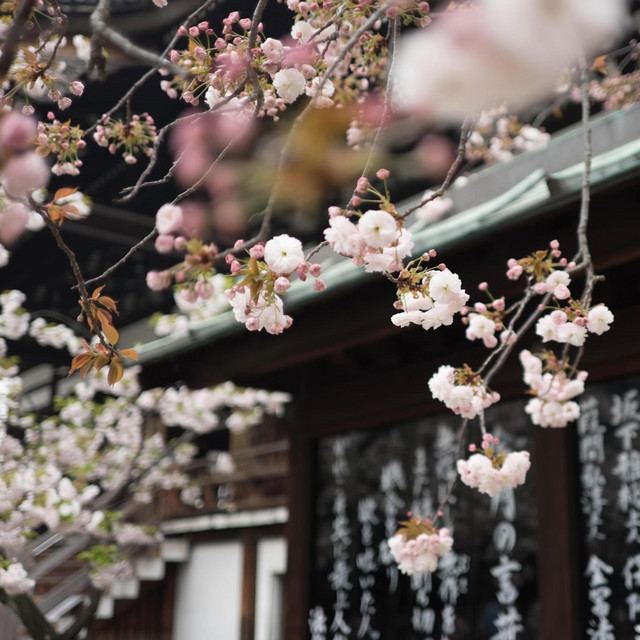 Cherry Blossom Jazz & Soul Vibe Instrument for Relaxing and Chill in a Spring cover art