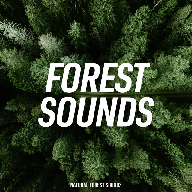Forest Sounds - Album by Natural Forest Sounds | Spotify