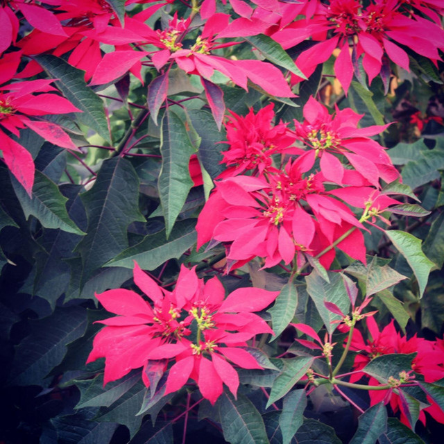 Verde, Amarillo, Rojo