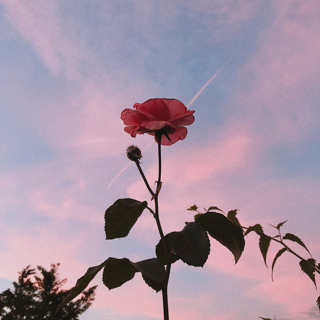 Forever In Love