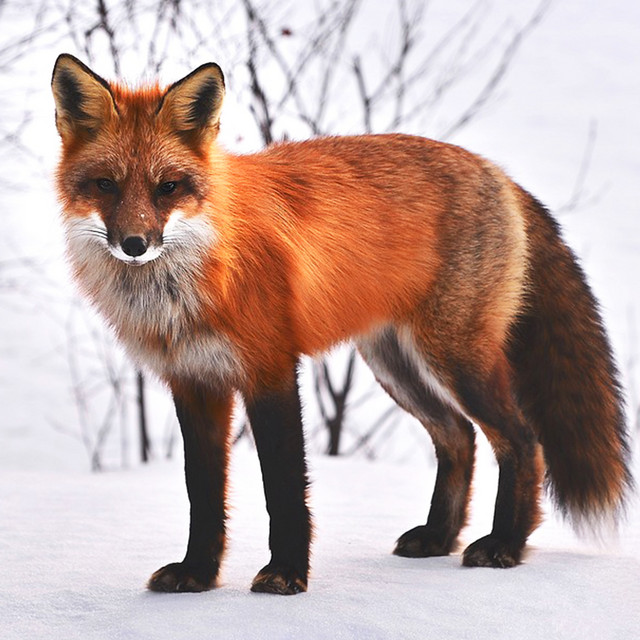 Little Fox in the Snow - A Piano Song